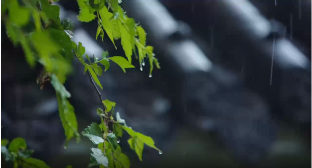 【二十四节气】雨水至，我院中药茶饮来帮忙！